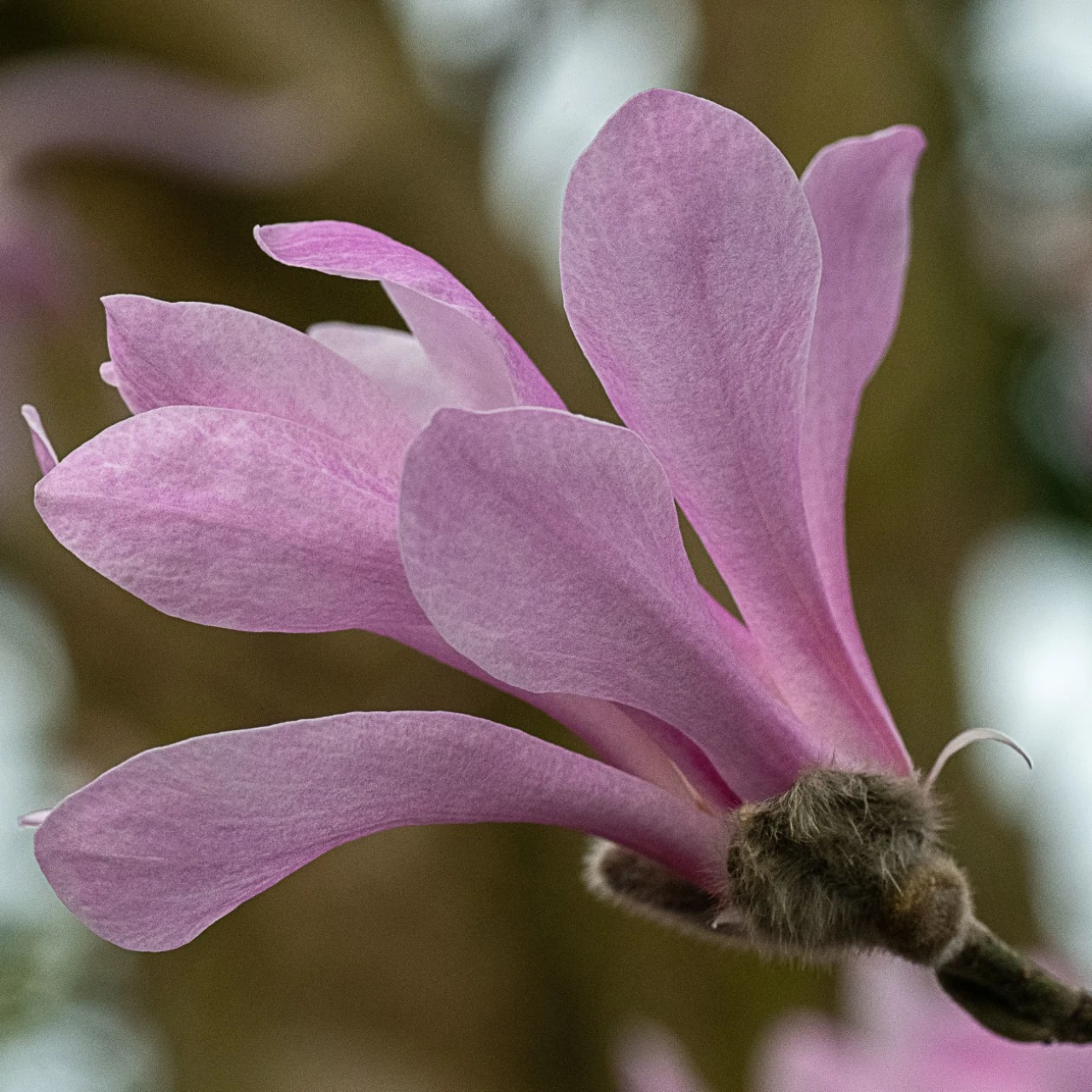 M. x loebneri 'Leonard Messel' AGM
